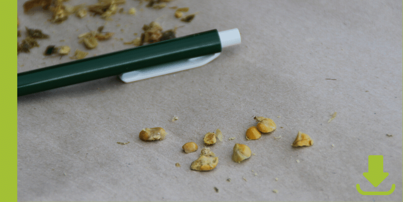 Shredlage - www.kuehe-gesund-fuettern.de