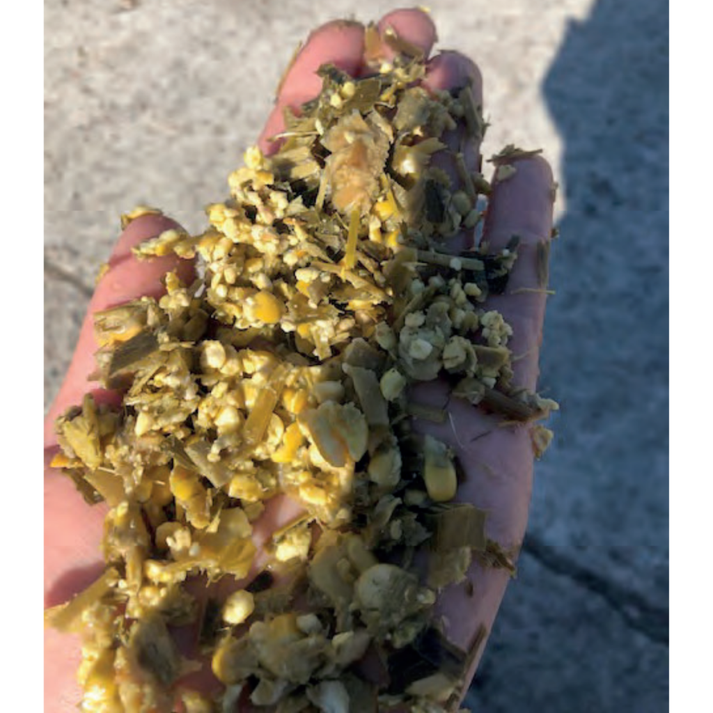 Häcksellänge der Maissilage - www.kuehe-gesund-fuettern.de