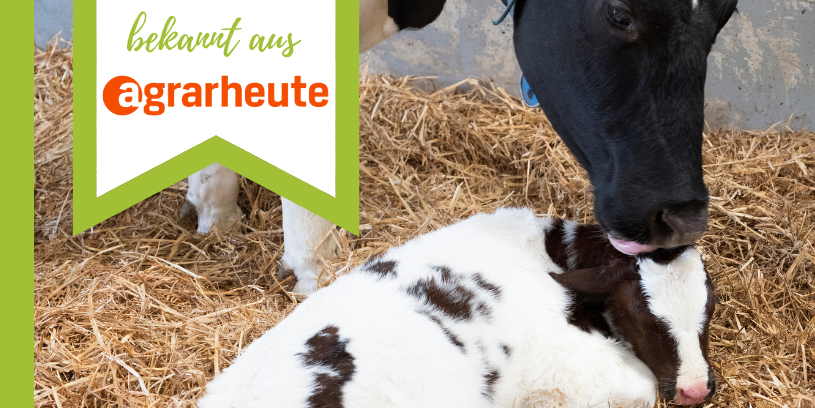 gut gefüttert in die Laktation